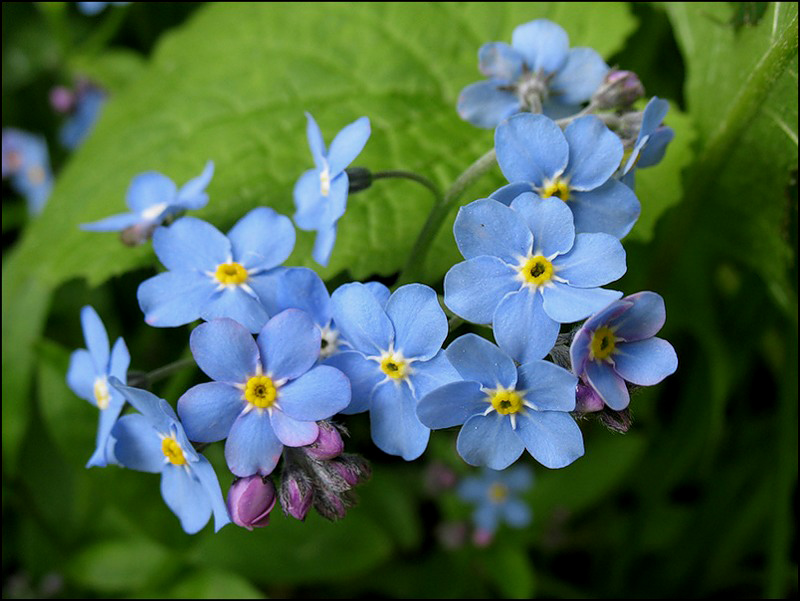 Изображение особи Myosotis sylvatica.