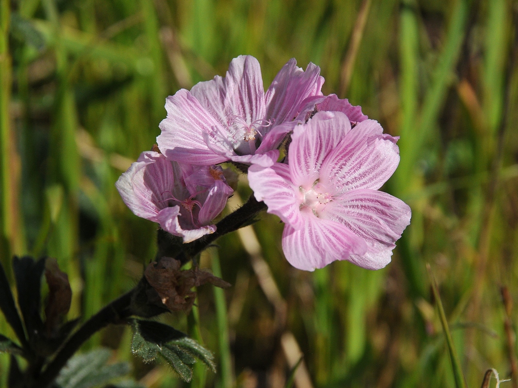 Image of Sidalcea malviflora specimen.