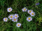 Aster alpinus