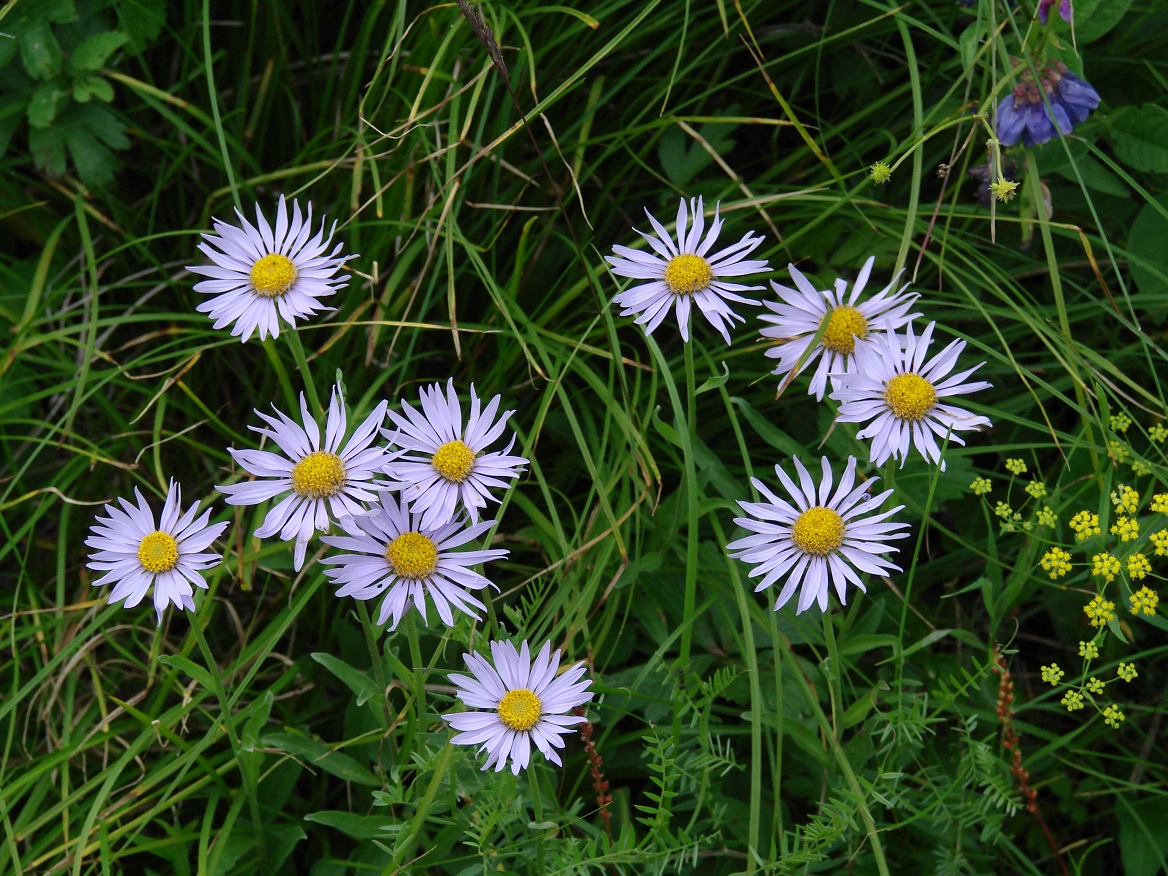 Изображение особи Aster alpinus.