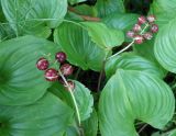 Maianthemum dilatatum