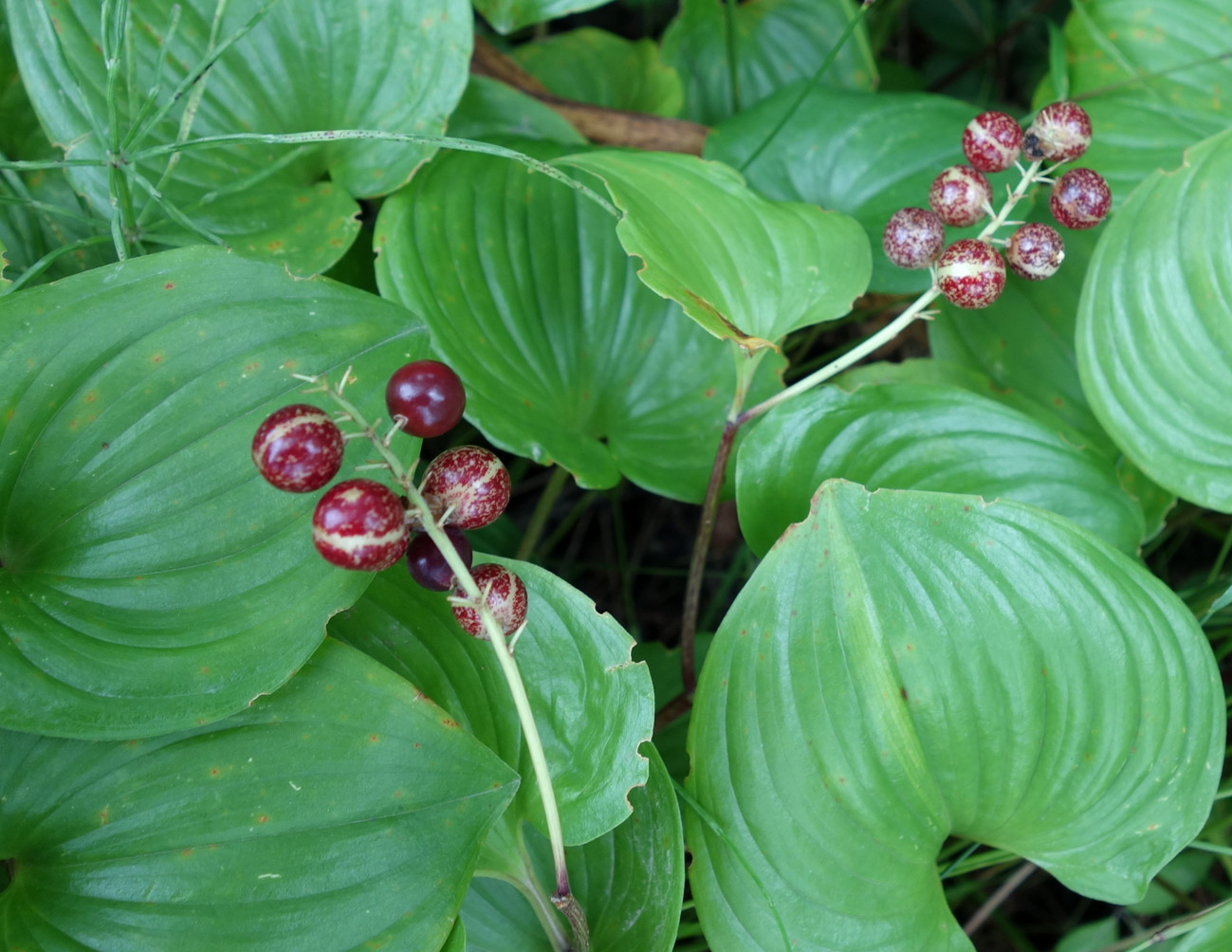 Image of Maianthemum dilatatum specimen.