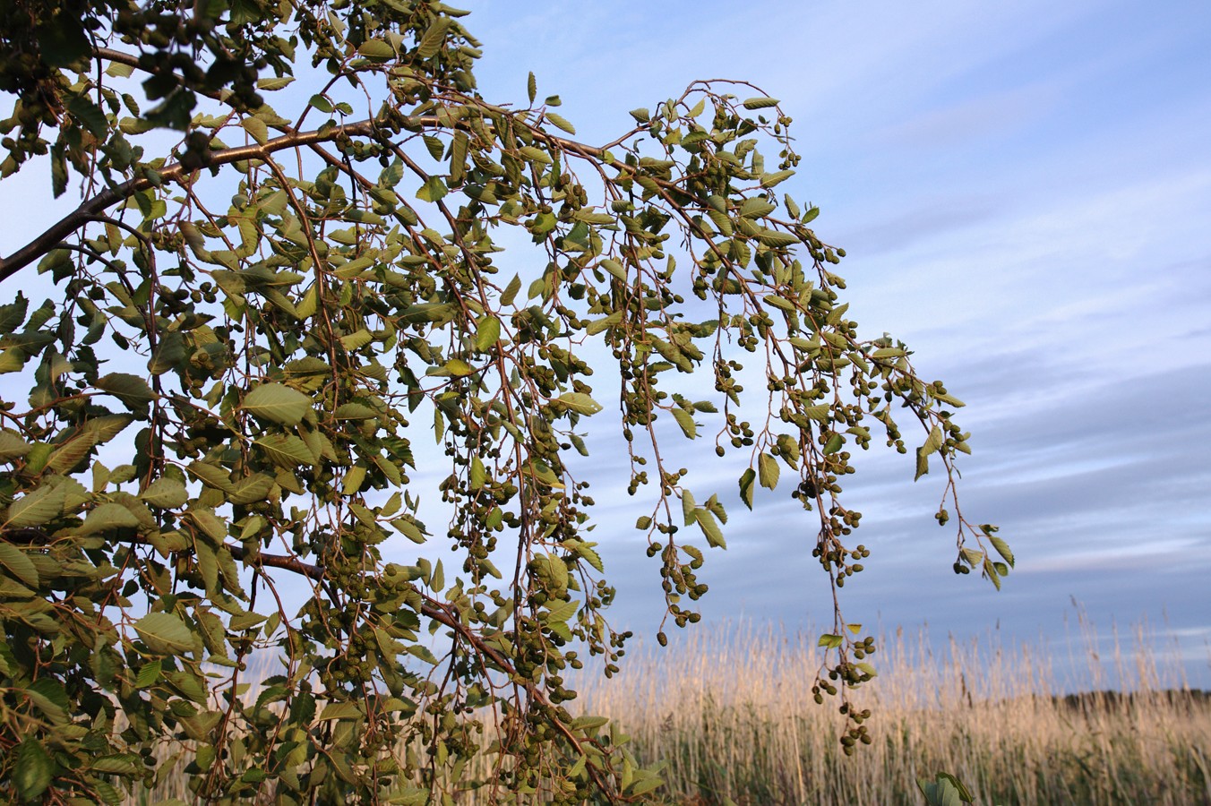 Image of Alnus incana specimen.