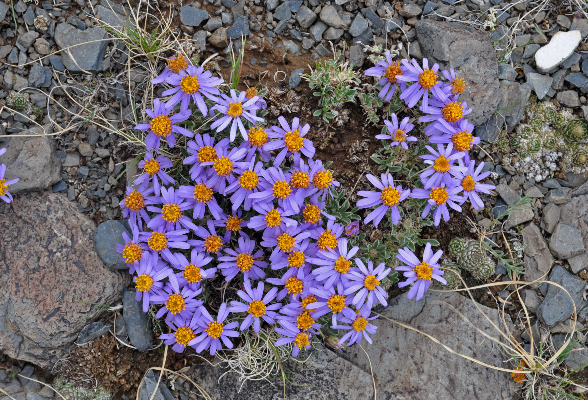 Изображение особи Rhinactinidia eremophila.