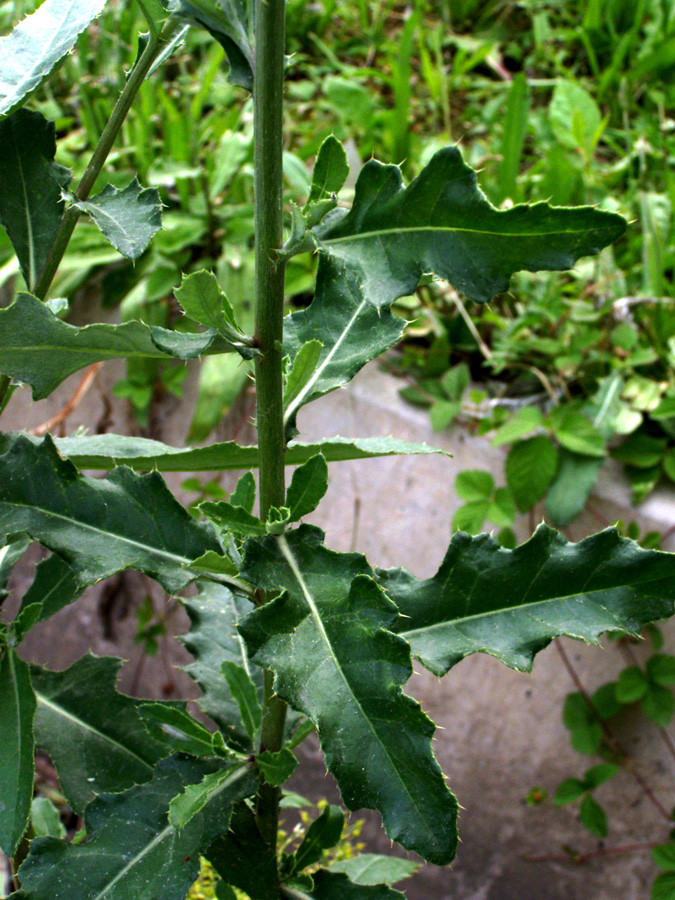 Изображение особи Cirsium ochrolepideum.