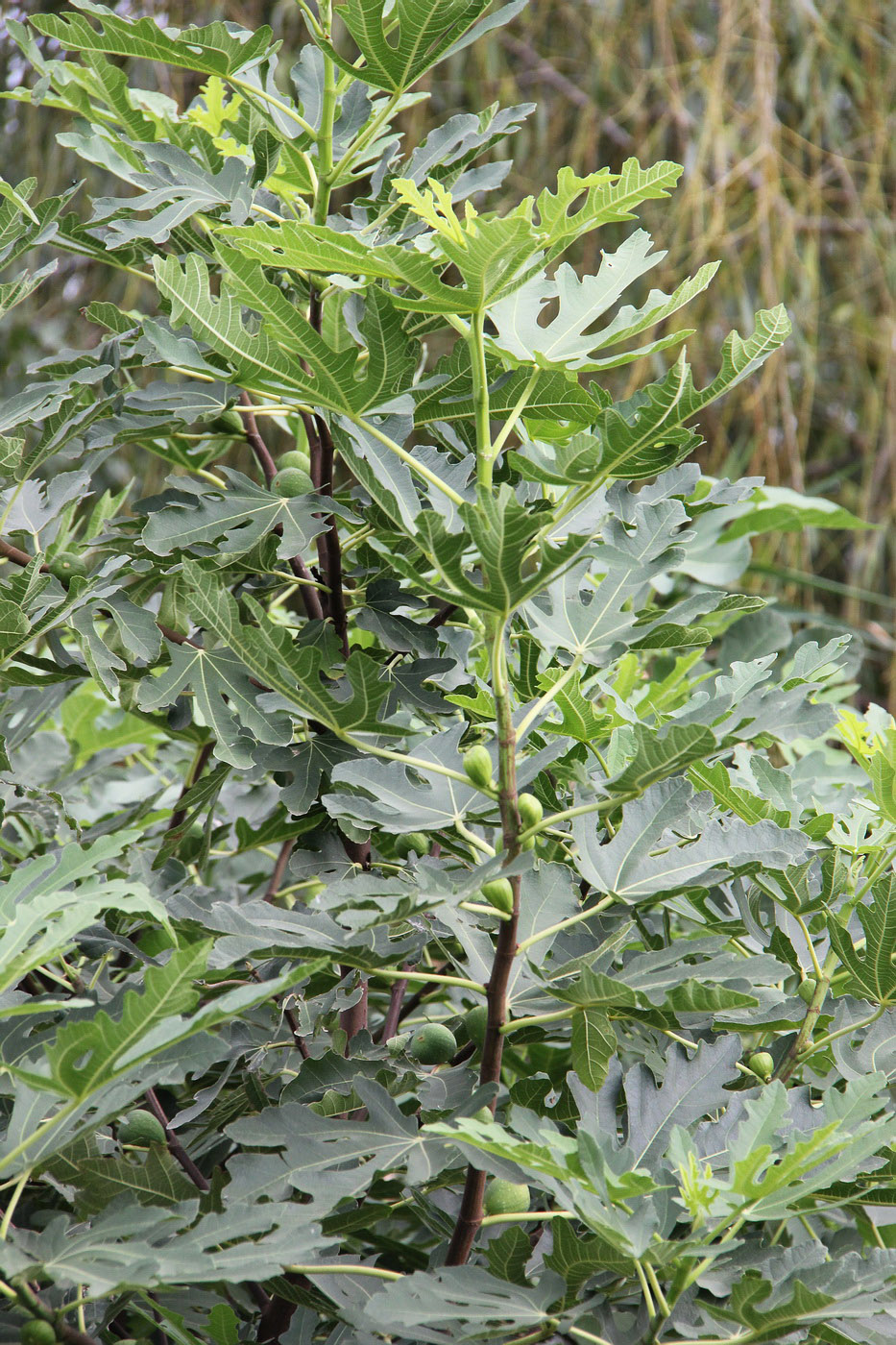 Изображение особи Ficus carica.