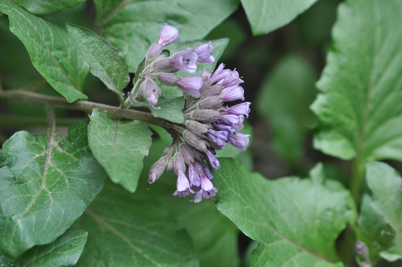 Изображение особи Physochlaina orientalis.