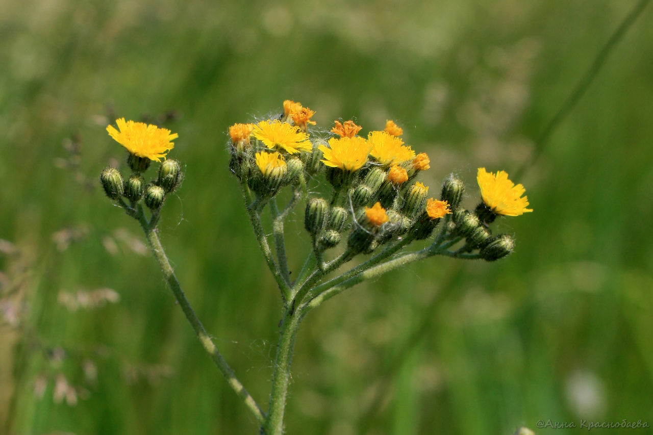 Image of Pilosella &times; floribunda specimen.