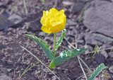 Tulipa alberti