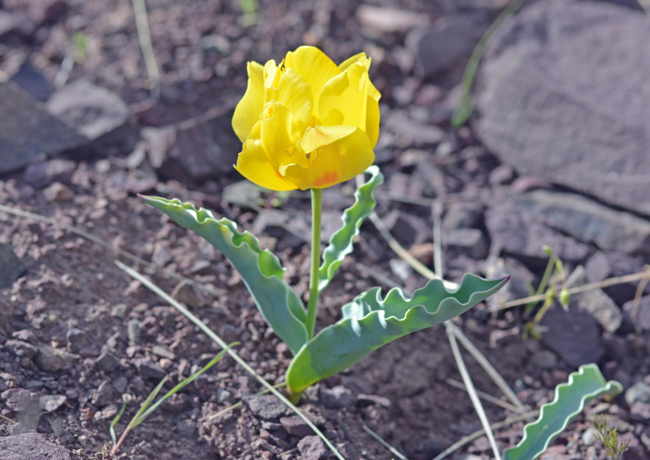 Изображение особи Tulipa alberti.