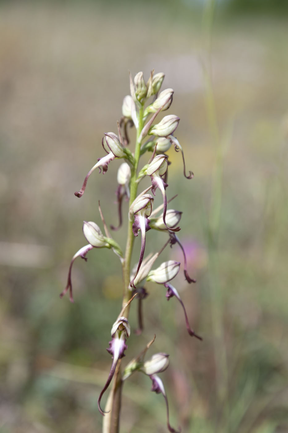 Image of Himantoglossum caprinum specimen.