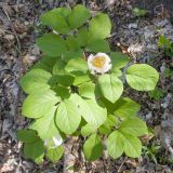 Paeonia caucasica