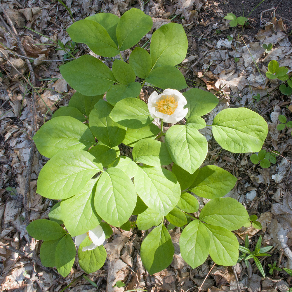 Изображение особи Paeonia caucasica.