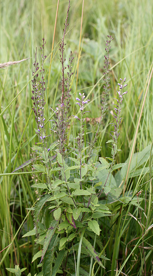 Изображение особи Veronica longifolia.