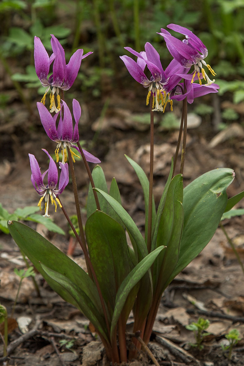 Изображение особи Erythronium sibiricum.