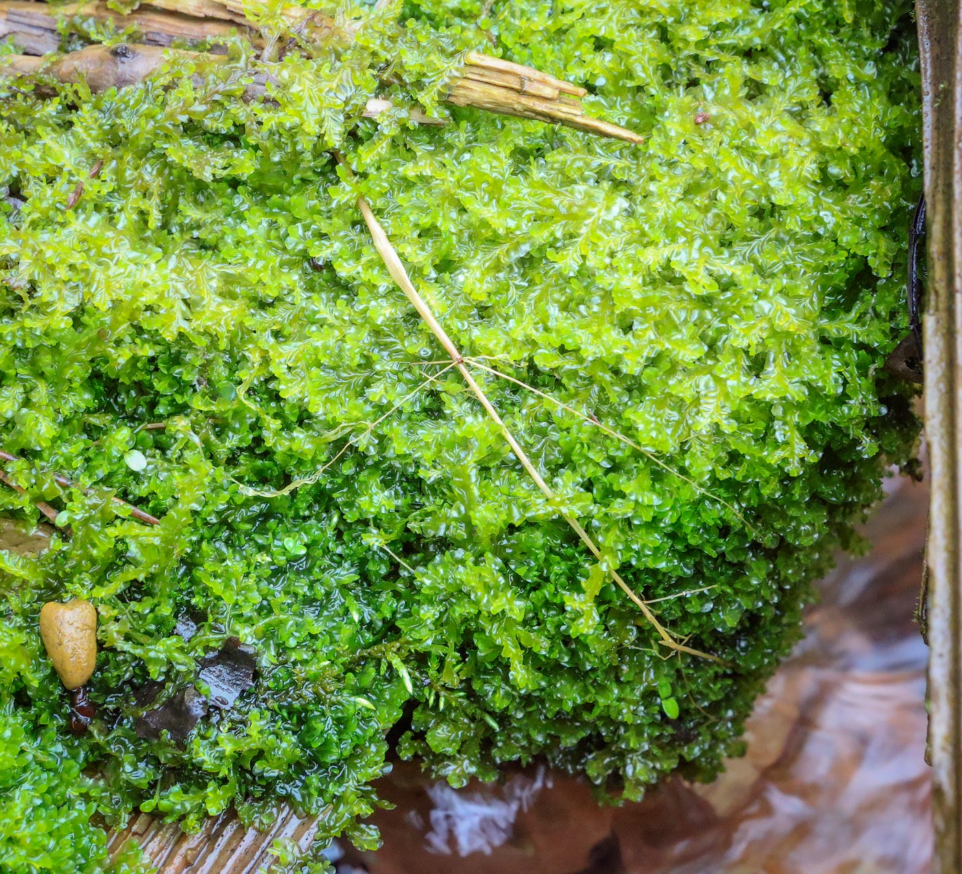 Image of genus Plagiochila specimen.