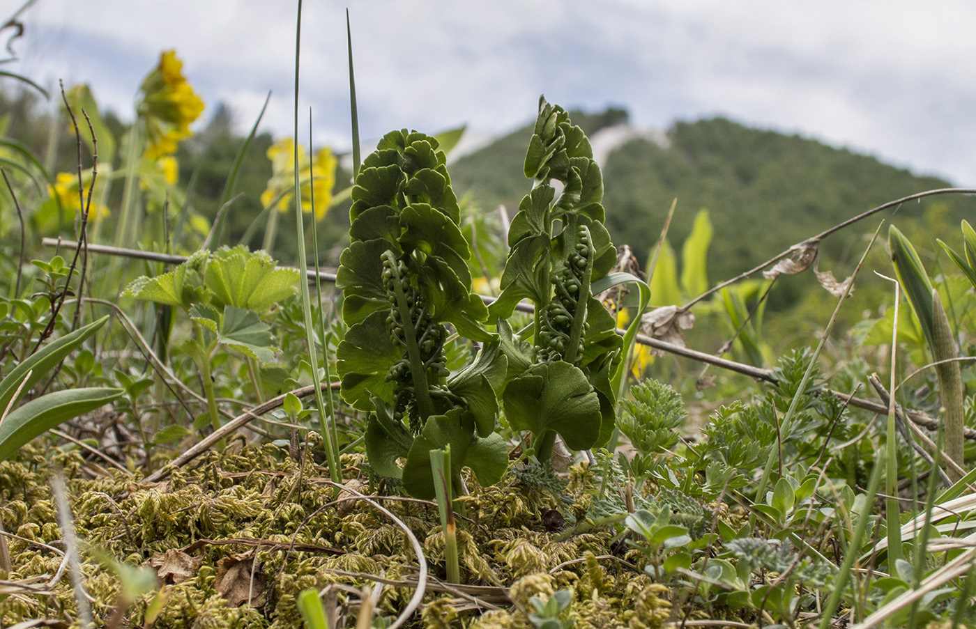 Изображение особи Botrychium lunaria.