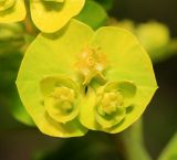 Euphorbia lucida. Часть общего соцветия. Приморский край, г. Владивосток, окр. ж.-д. пл. Весенняя, склон насыпи железнодорожного полотна. 05.06.2020.