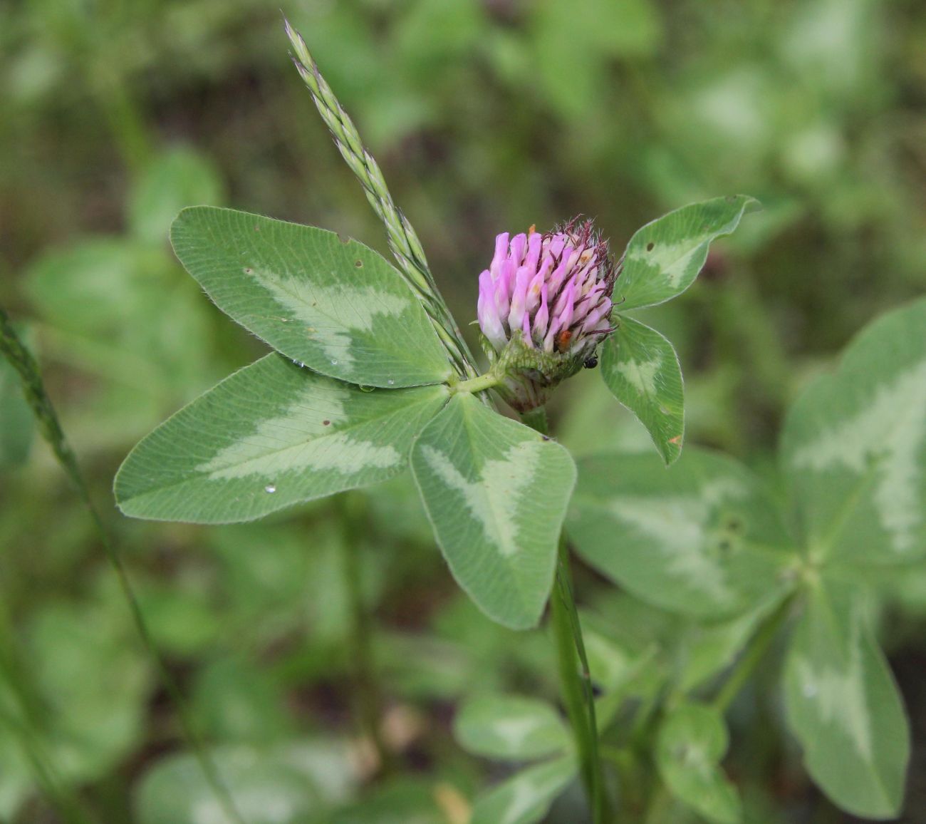 Image of Trifolium pratense specimen.