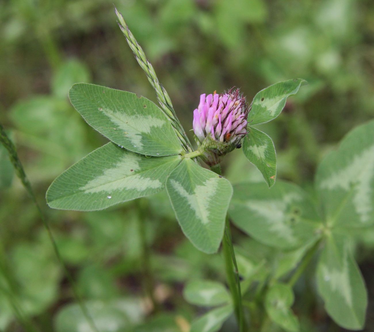 Изображение особи Trifolium pratense.