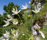 Saxifraga repanda