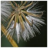 Crepis praemorsa