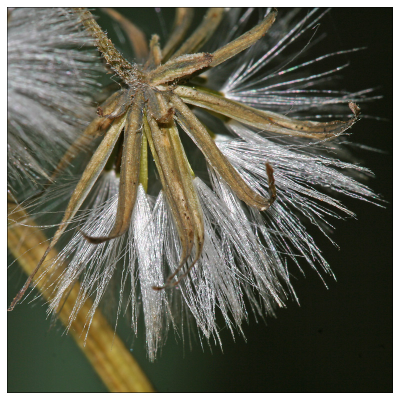 Image of Crepis praemorsa specimen.