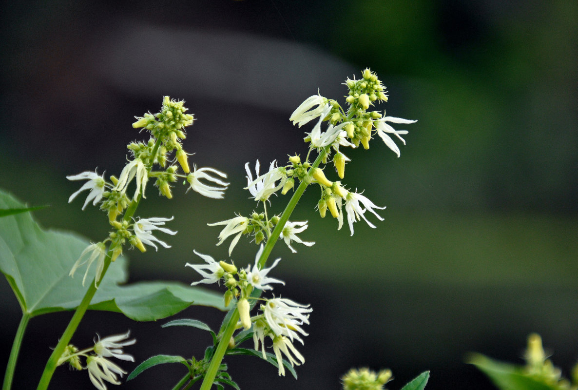 Изображение особи Echinocystis lobata.