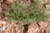 Nolletia tenuifolia