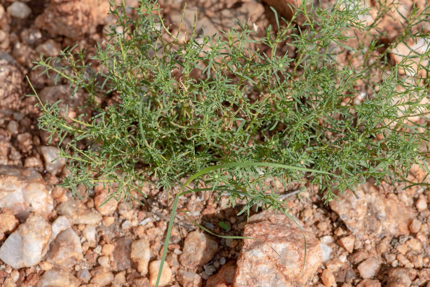 Image of Nolletia tenuifolia specimen.
