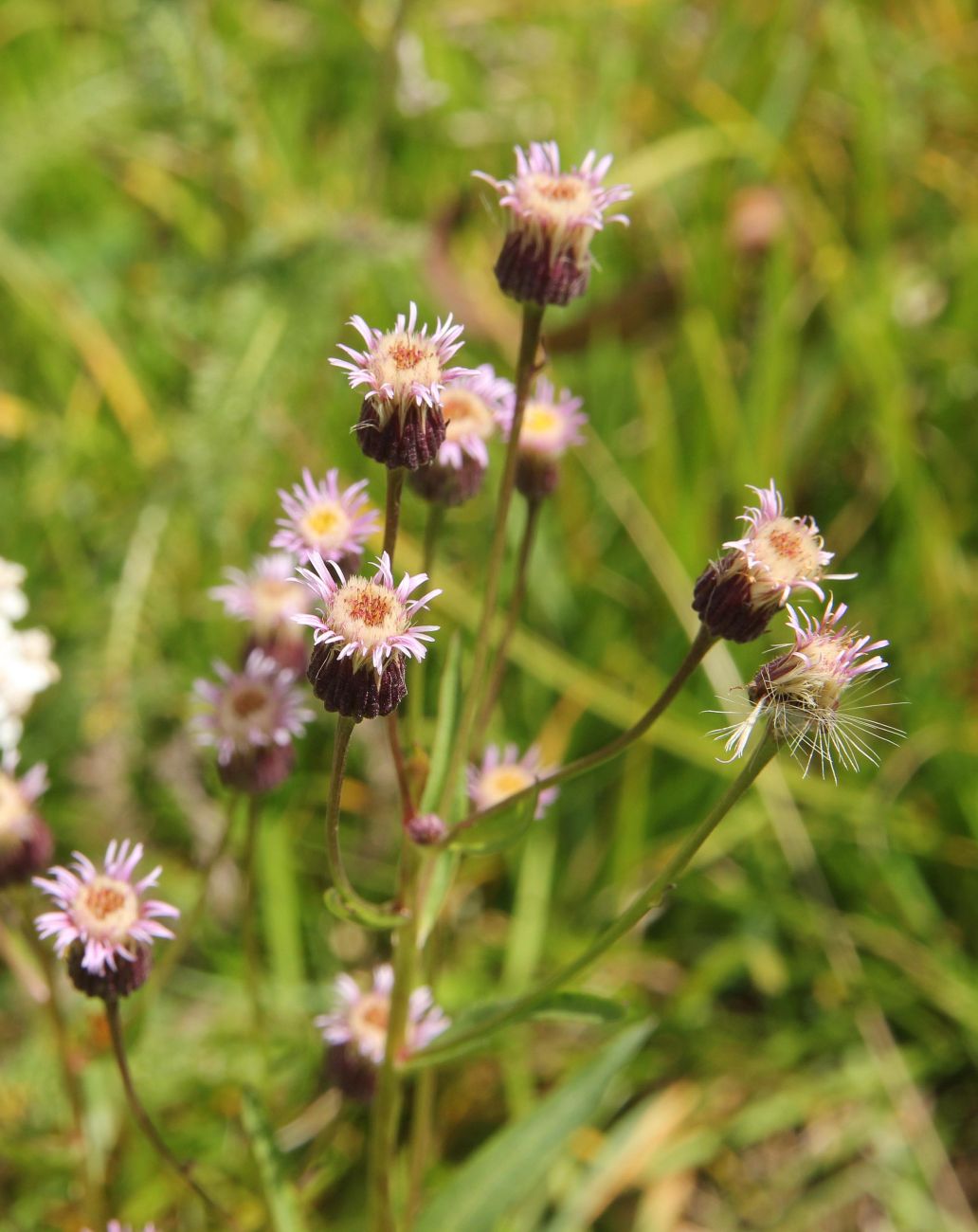 Image of Erigeron politus specimen.