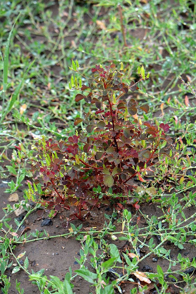 Изображение особи Oxalis stricta.