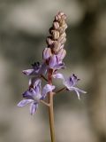 Image of taxon representative. Author is Ростислав Лежоев