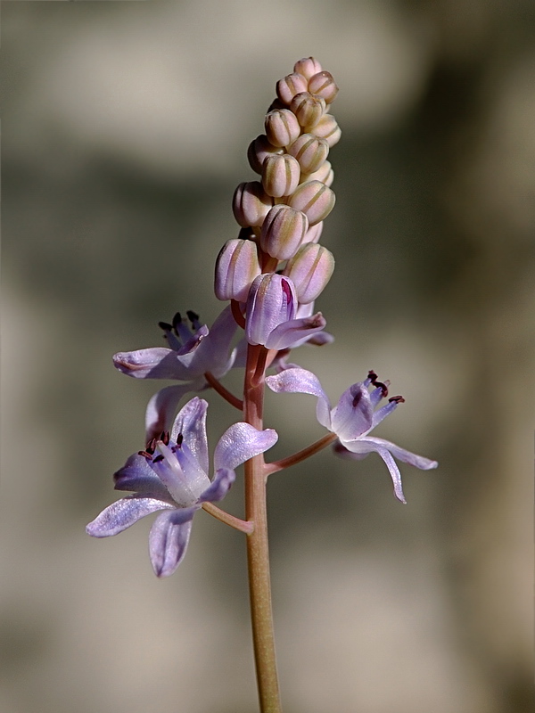 Image of Prospero autumnale specimen.