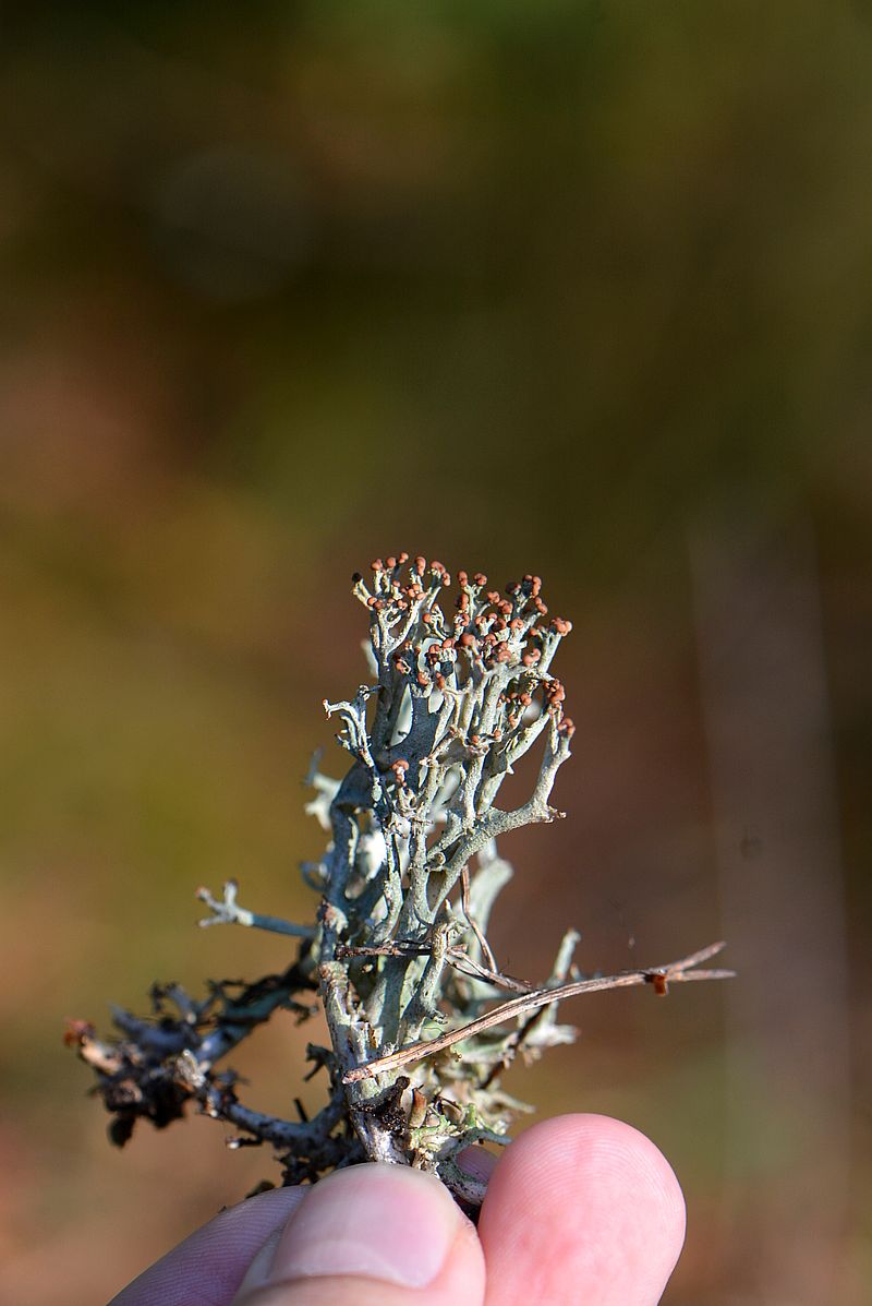 Image of Cladonia furcata specimen.