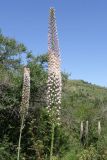 Eremurus robustus