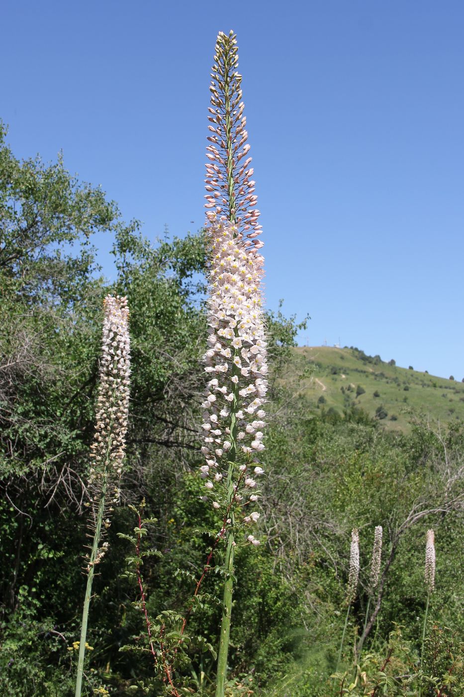 Изображение особи Eremurus robustus.