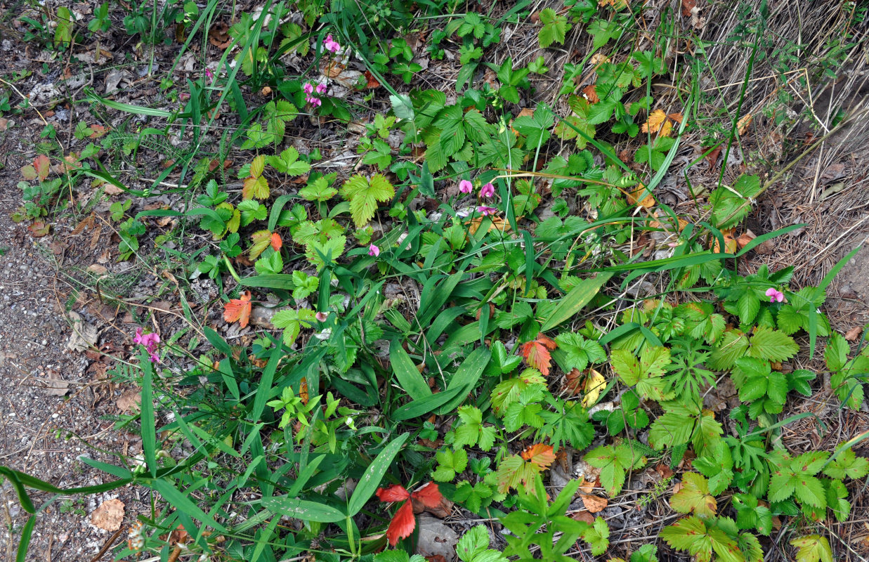 Изображение особи Lathyrus sylvestris.