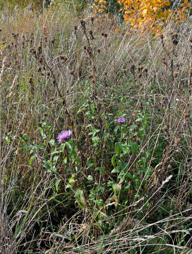 Изображение особи Centaurea phrygia.