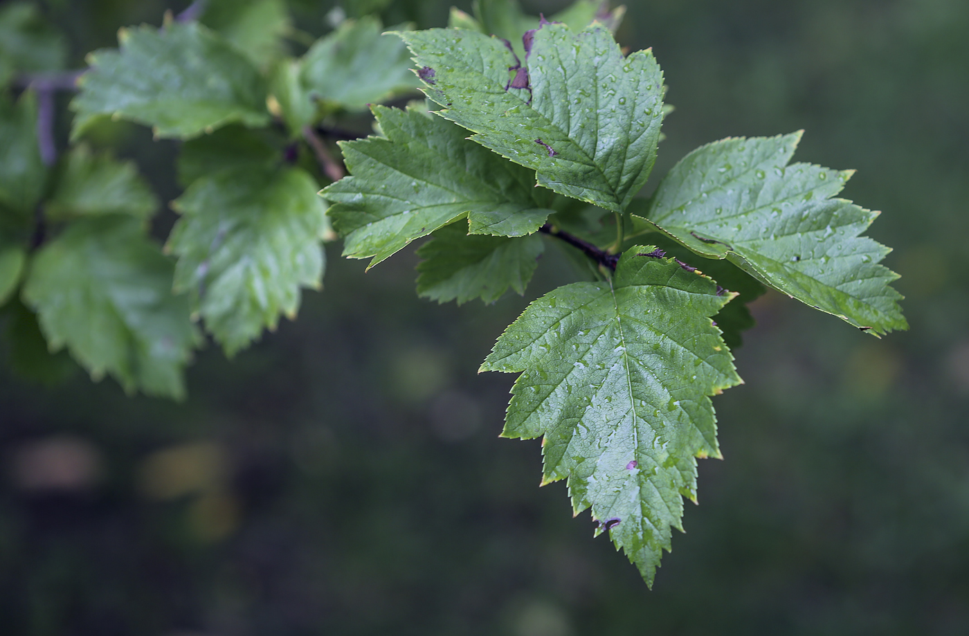 Изображение особи род Crataegus.