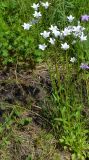 Campanula patula. Цветущие растения (белоцветковая форма). Тульская обл., Плавский р-н, окр. пос. Молочные Дворы, балка, суходольный луг. 30.05.2013.