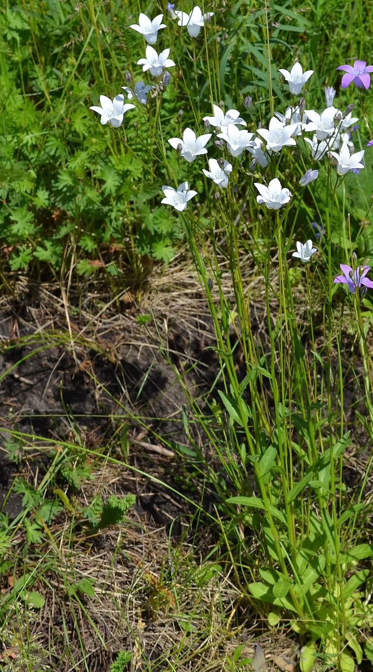 Image of Campanula patula specimen.