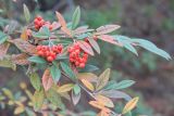 Cotoneaster salicifolius