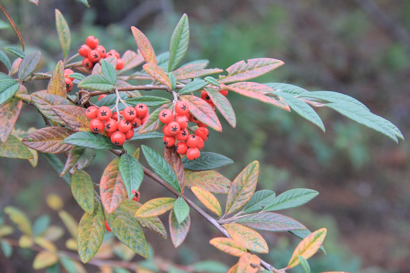 Изображение особи Cotoneaster salicifolius.