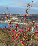 Cotoneaster tauricus