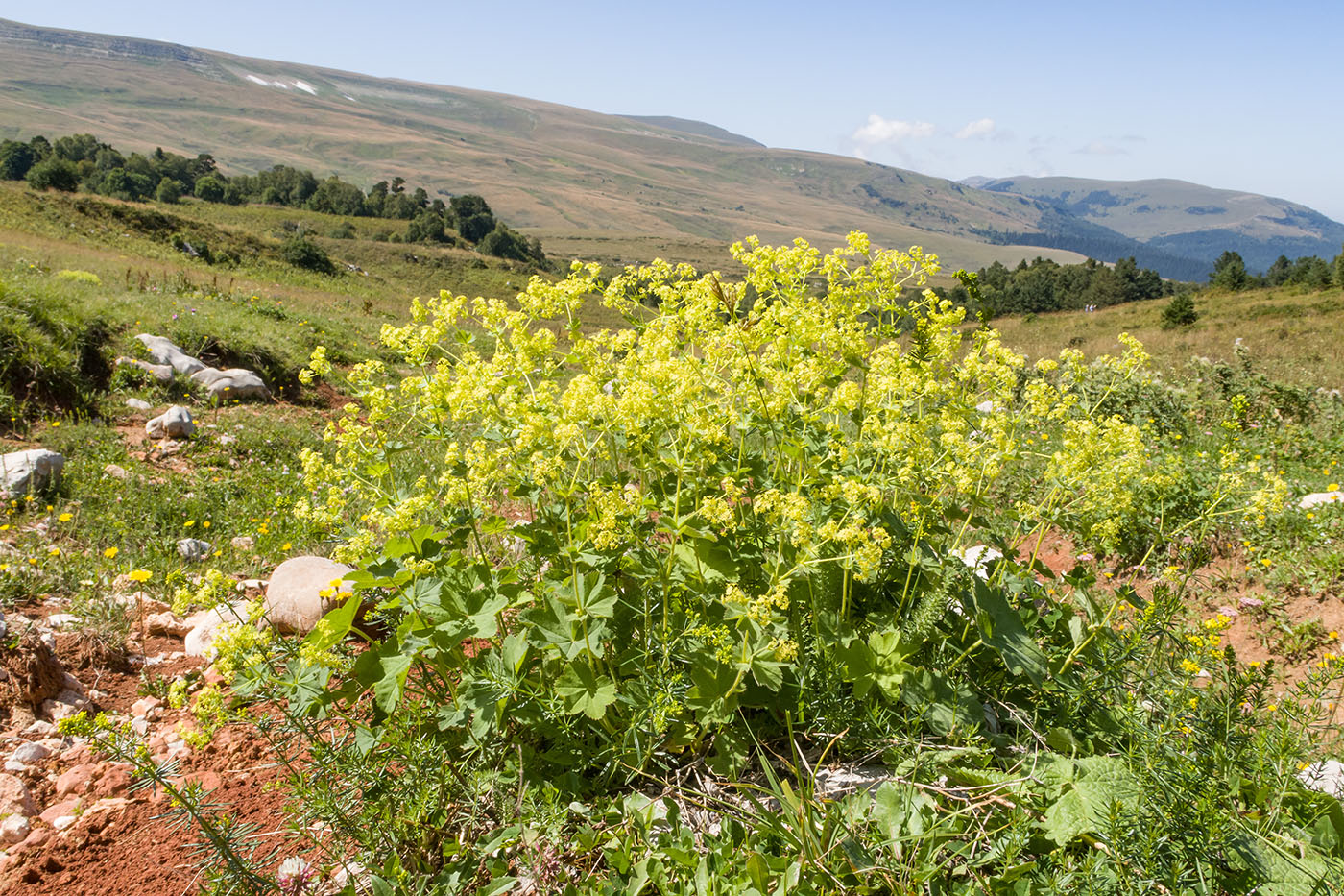 Image of Alchemilla orthotricha specimen.