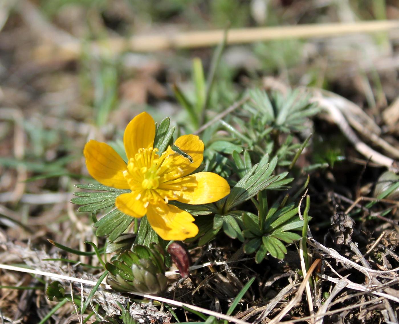 Image of Eranthis longistipitata specimen.