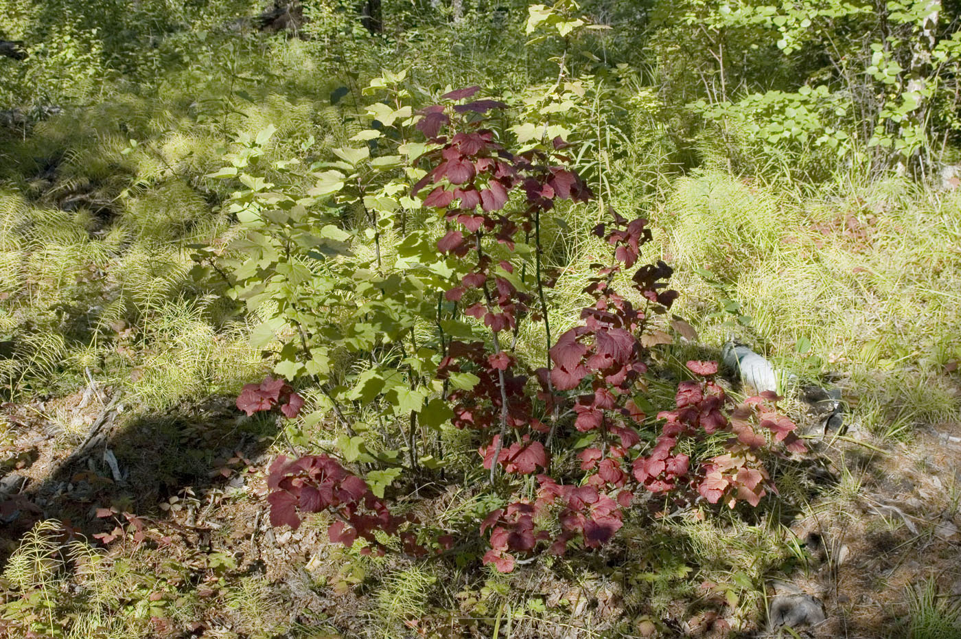 Image of Ribes altissimum specimen.