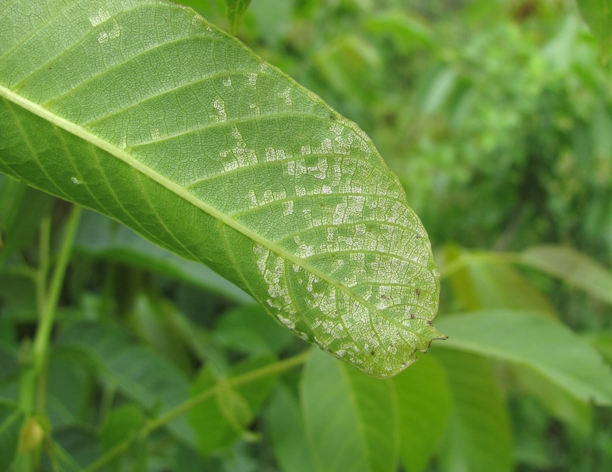 Изображение особи Juglans regia.