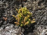 Sedum litoreum. Цветущие и плодоносящие растения. Греция, о. Родос, г. Родос, Родосская крепость (Дворец великих магистров), стена крепости. 8 мая 2011 г.